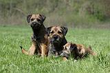 BORDER TERRIER 050
